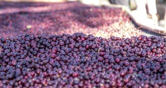 Que signifie le café Single Origin ? | Explication et différence avec les mélanges
