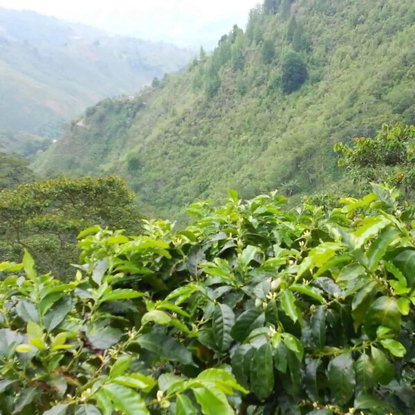 Honduras Koffiebonen 250g – 100% Arabica, Gebalanceerd & Verfijnd