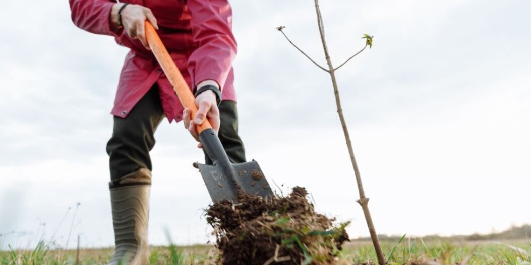 Geef nu €0,35 bij je bestelling voor nieuwe bomen die CO₂ opnemen