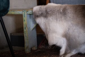 Rentierfelle