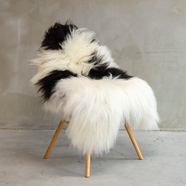 Van Buren seit 1861 Einzigartig fotografiertes Isländisches schwarzbuntes Schaffell ca. 112x77cm - SVV-616