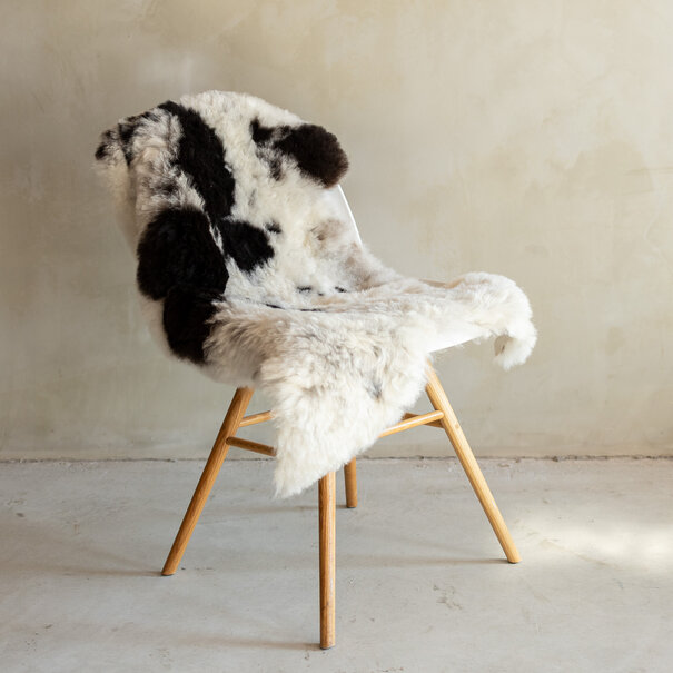 Van Buren seit 1861 Einzeln fotografiertes geschorenes isländisches Schaffell Bunt - 115x55 - SVV-700