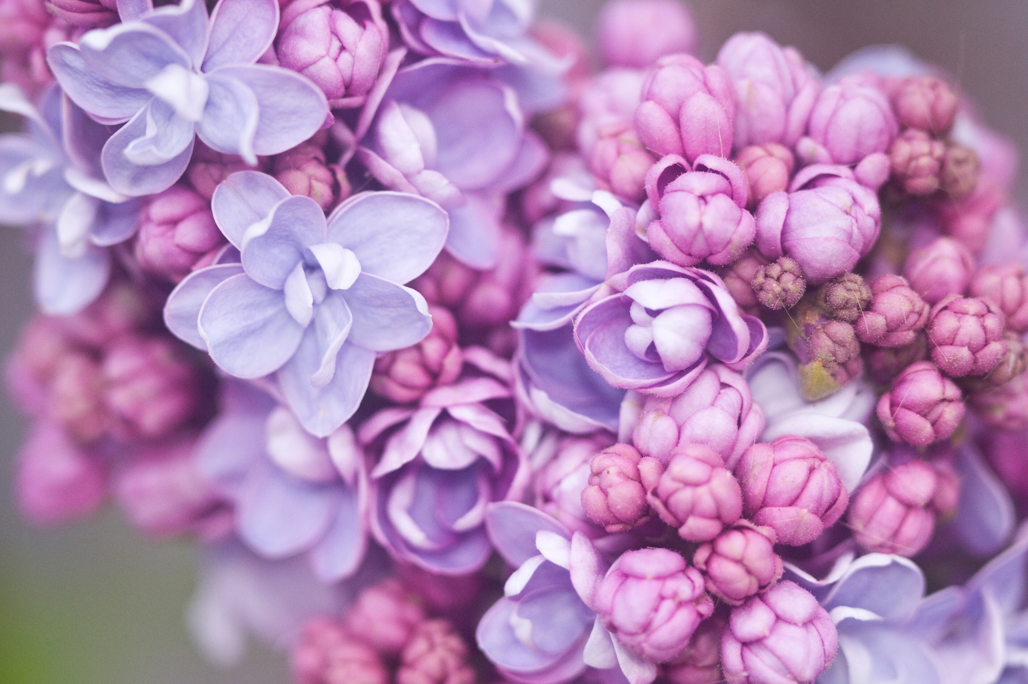Que planter et semer au mois d’avril ?