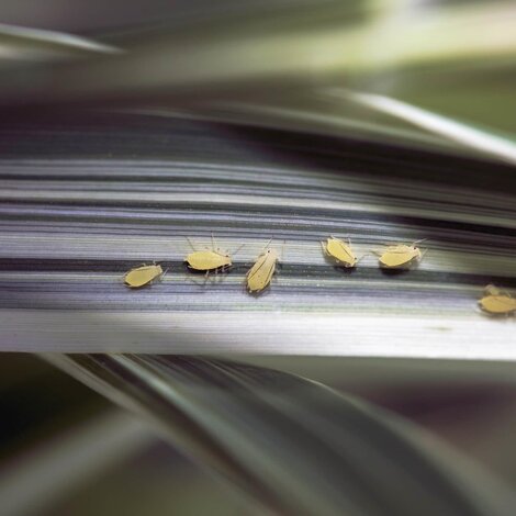 Comment lutter contre les pucerons ?