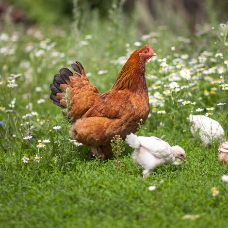 Choisir entre la poule fermière ou poule pondeuse