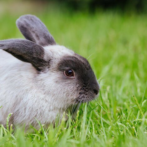 À la découverte du Lapin Bélier
