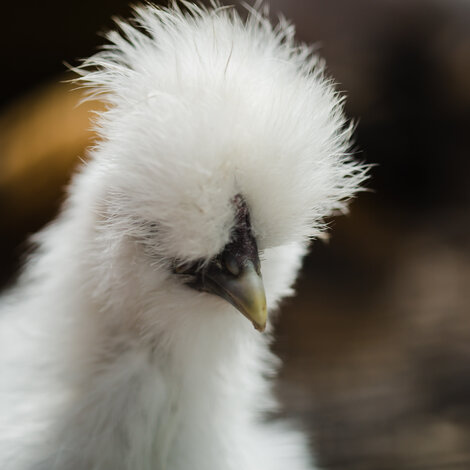 La Poule Soie : quelle est-elle ?
