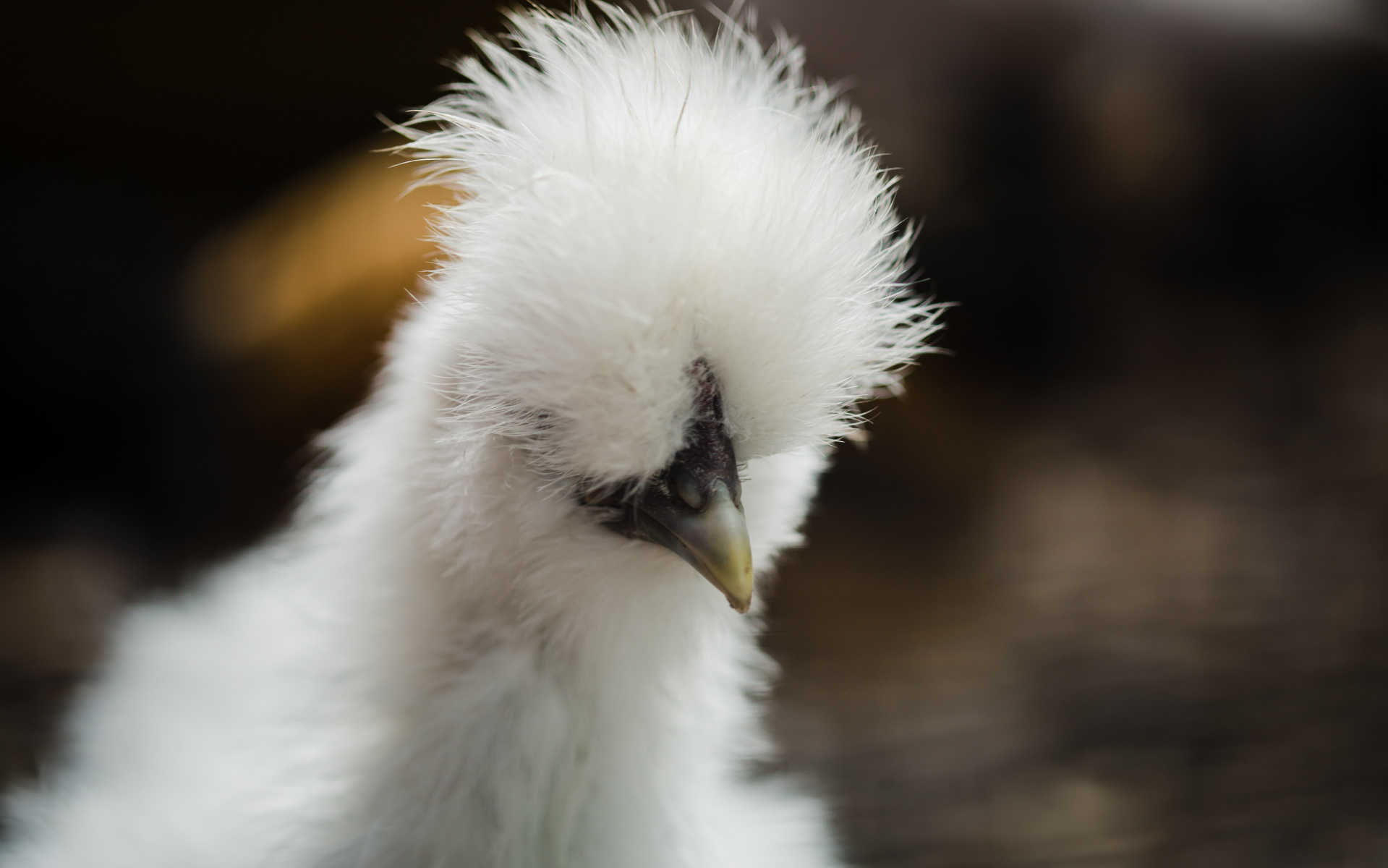 La Poule Soie : quelle est-elle ?