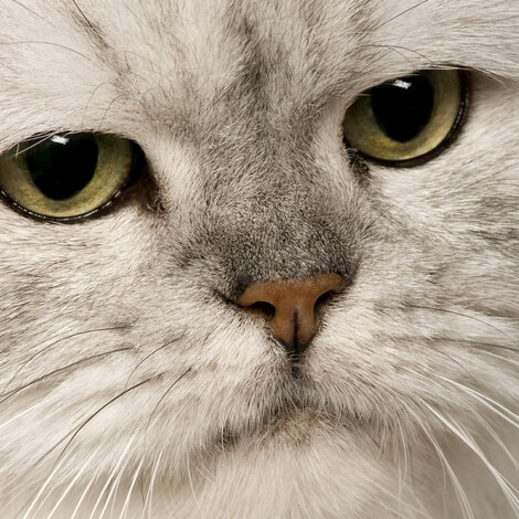 Le Chat Persan : histoire et entretien