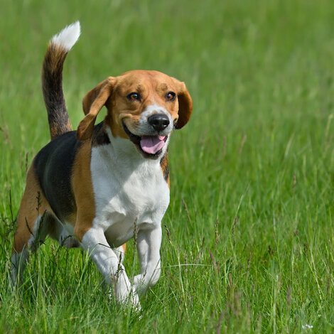 Le Beagle, tout ce qu'il faut savoir
