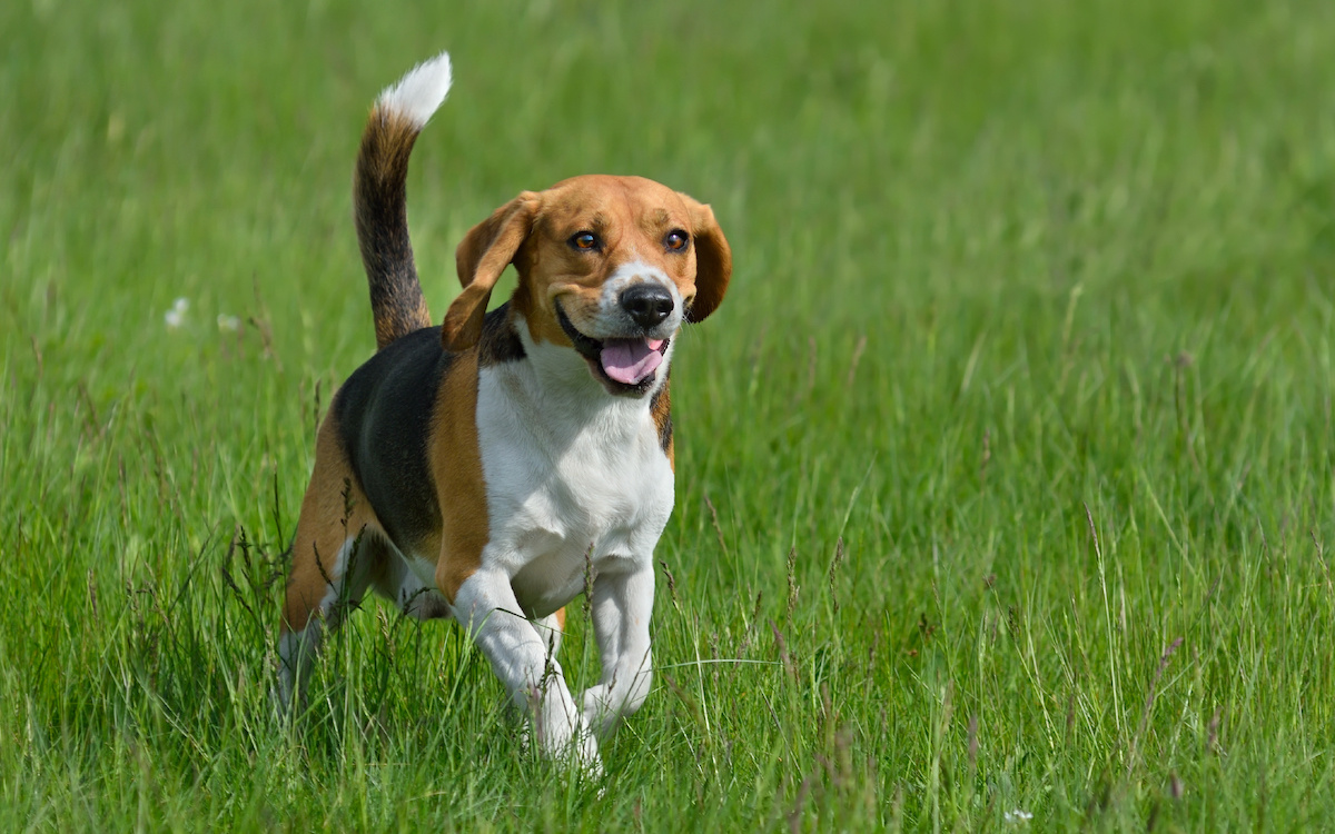 Le Beagle, tout ce qu'il faut savoir