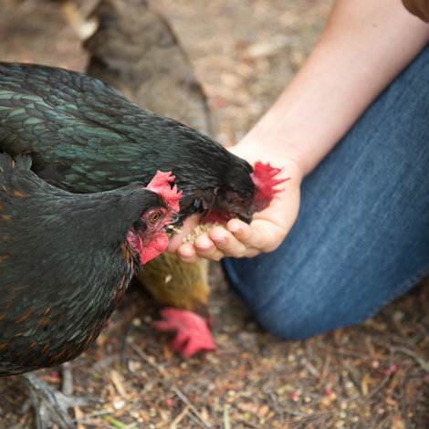 Quelle nourriture pour les poules pondeuses ?
