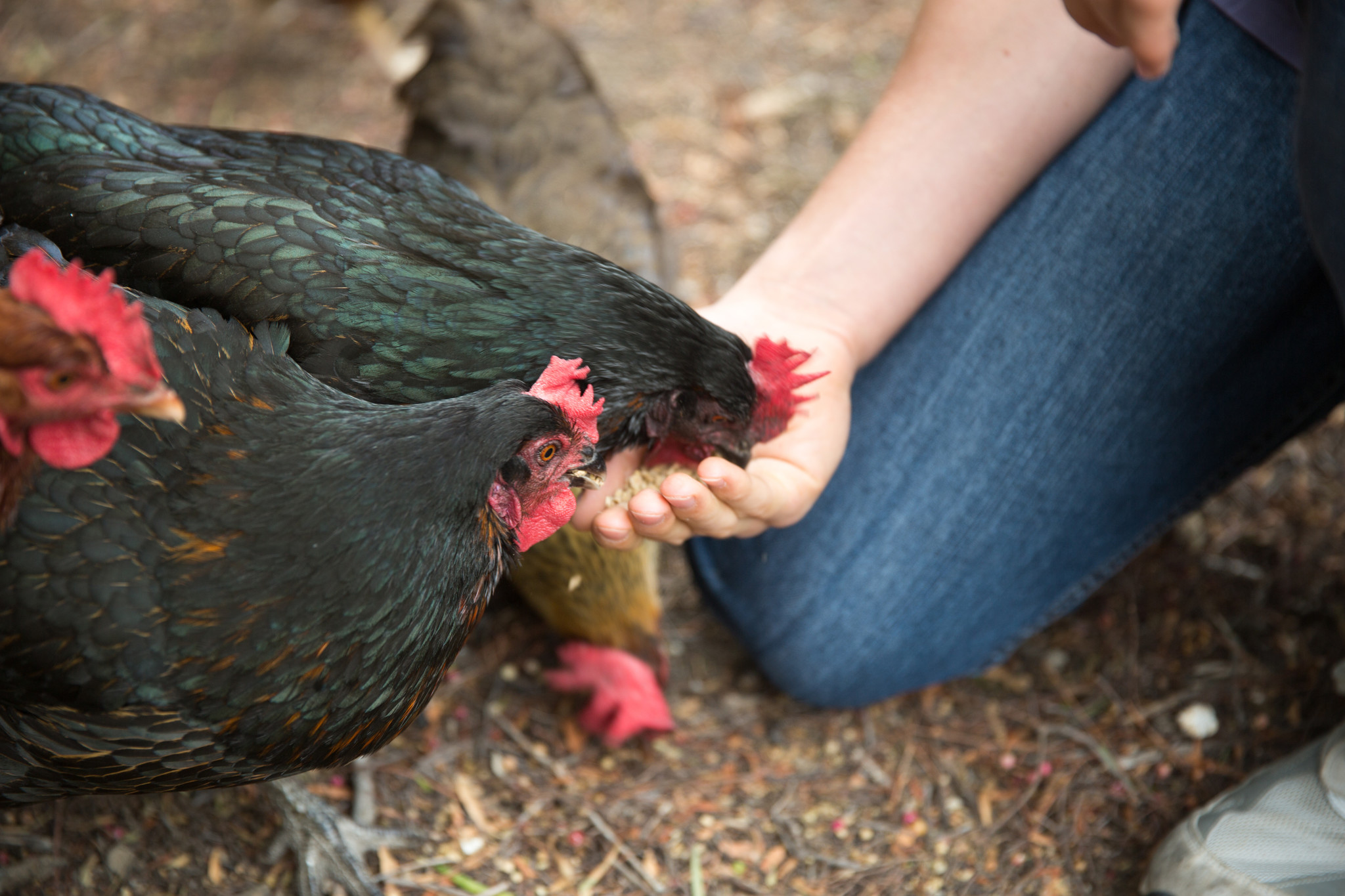 Quelle nourriture pour les poules pondeuses ?