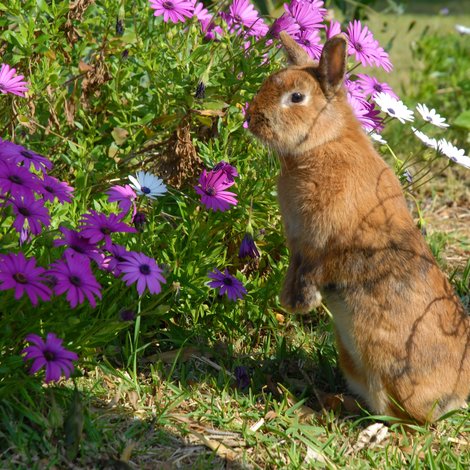 La cohabitation de différentes espèces dans mon jardin