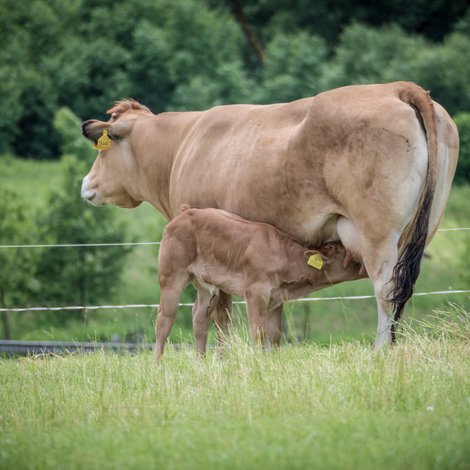 Pourquoi installer une clôture ? 