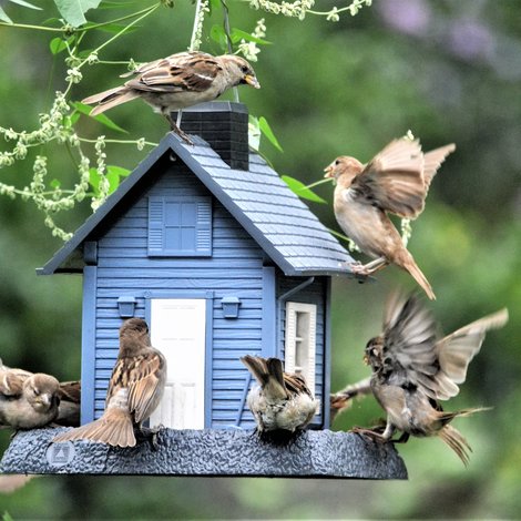 Reconnaître les oiseaux de son jardin