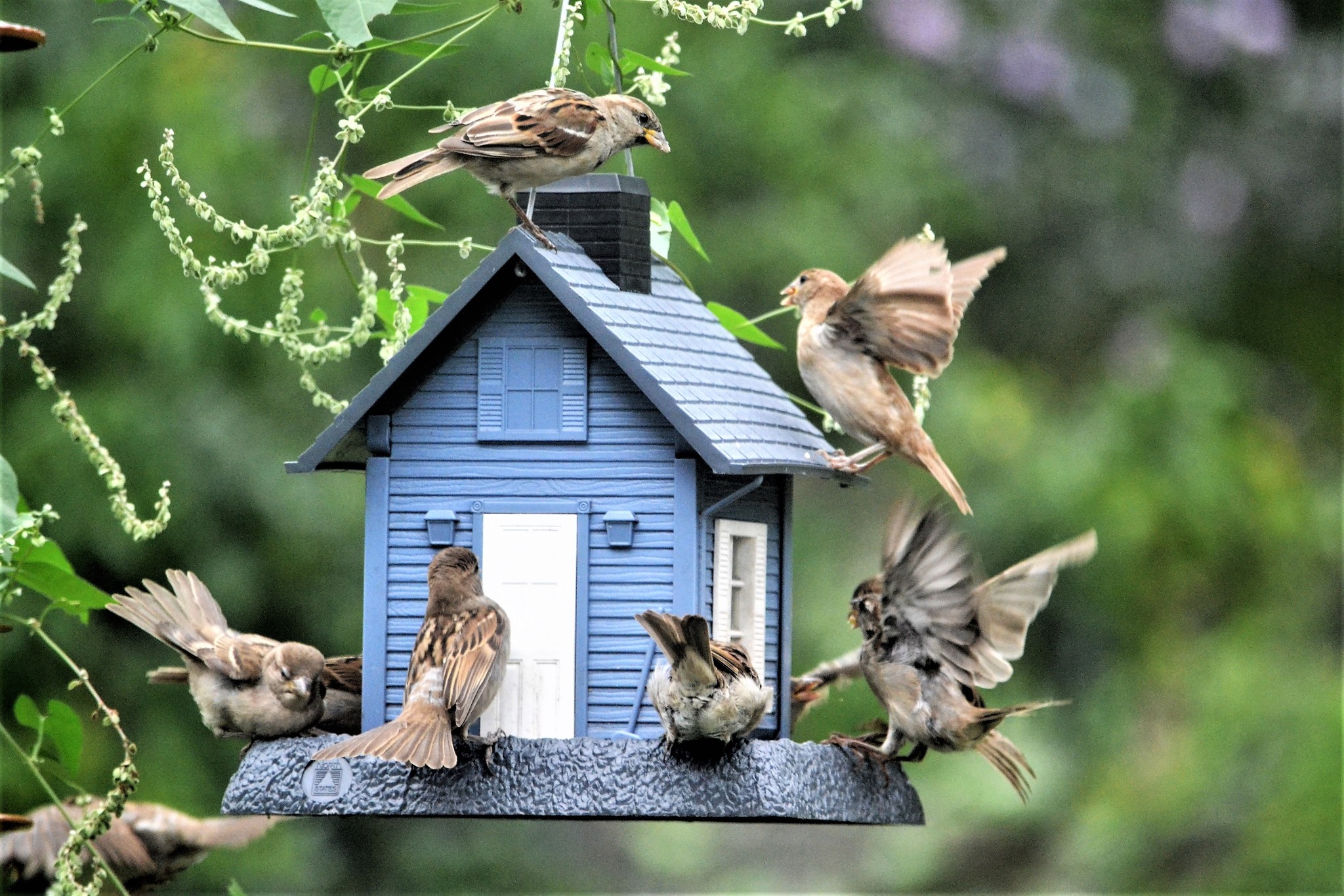 Reconnaître les oiseaux de son jardin