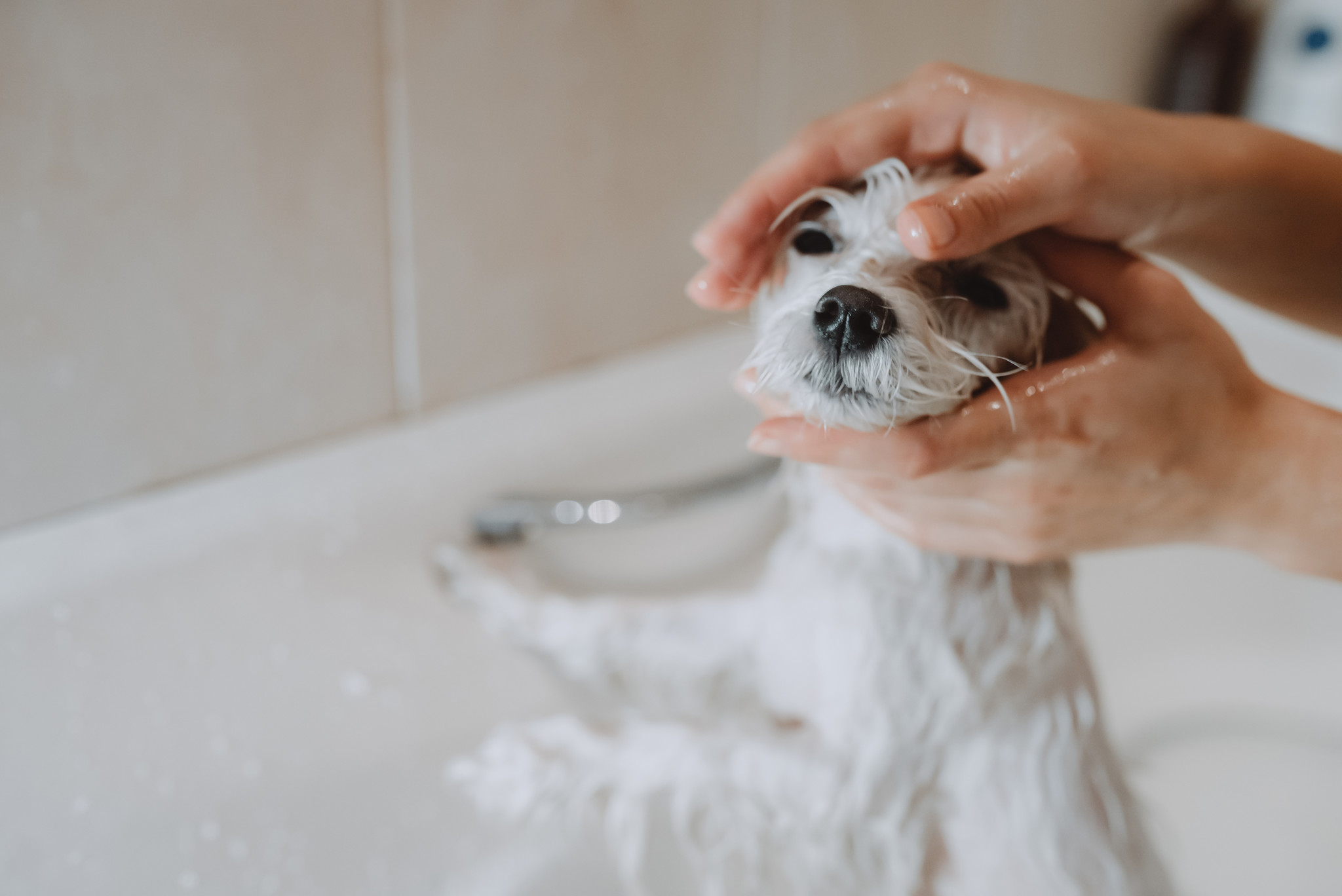 Comment bien entretenir son chien ?