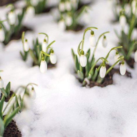 Dans mon jardin d’hiver
