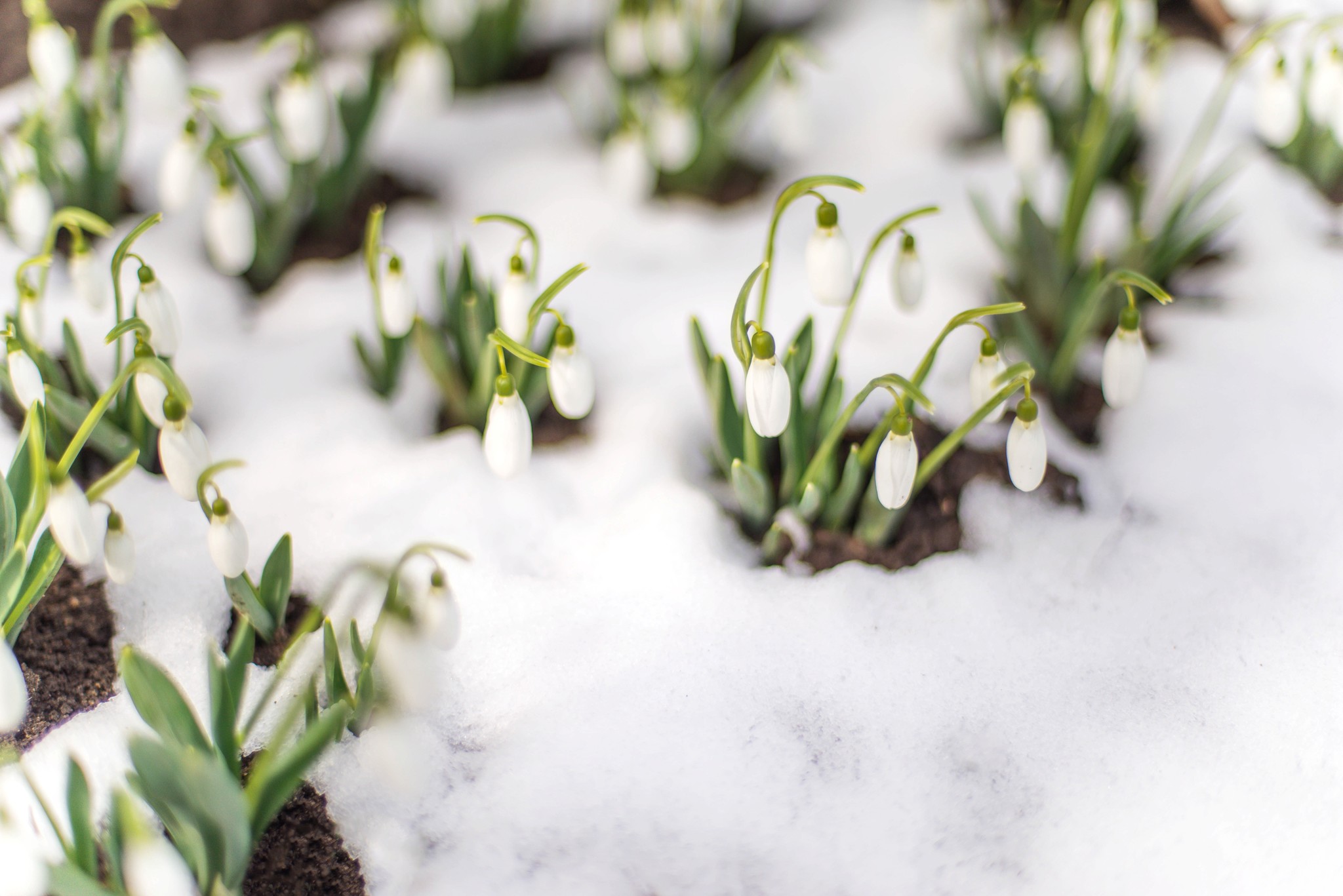 Dans mon jardin d’hiver