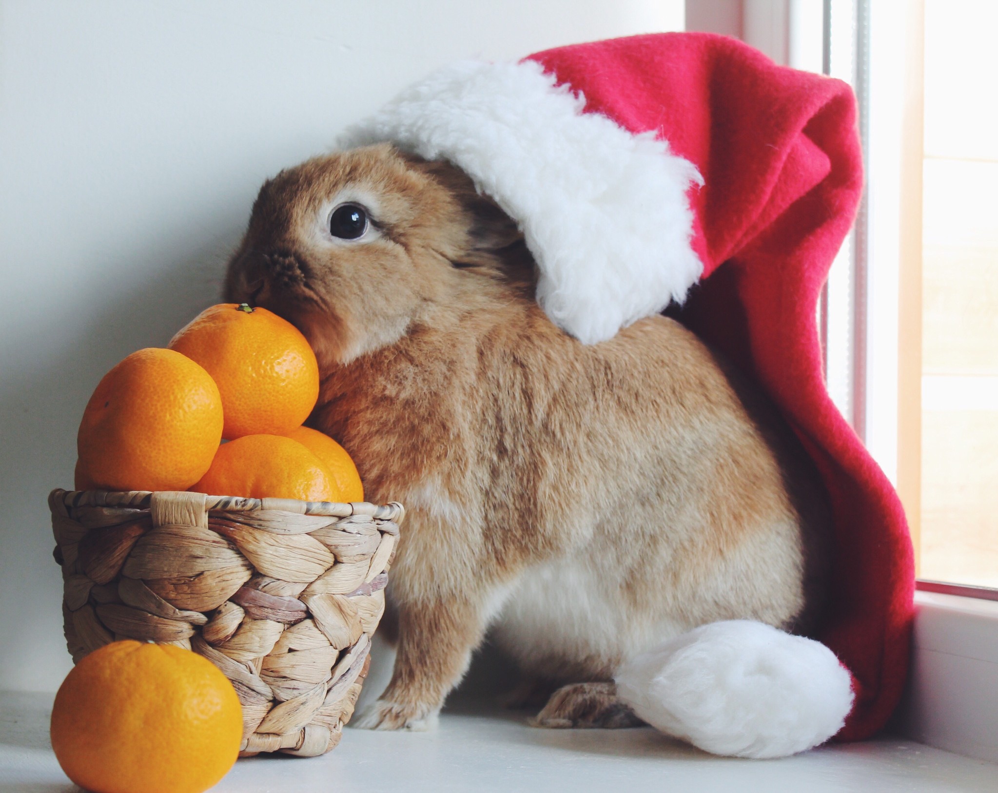 Nos idées de cadeaux de Noël pour vos animaux