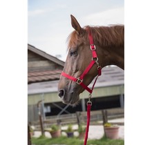 Club" halter and lead rope set for horse