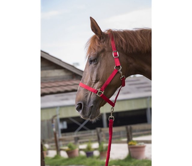 Club" halster en leidtouw set voor paard