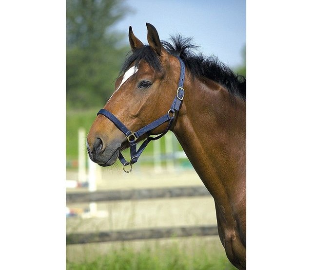 Club" halter and lead rope set for horse