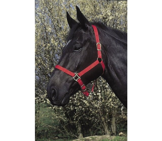 Double thickness halter for horse
