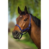 Double thickness halter for horse