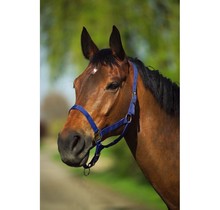 Double thickness halter for horse