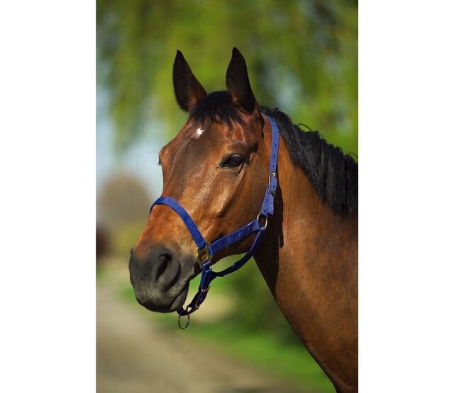Double thickness halter for horse