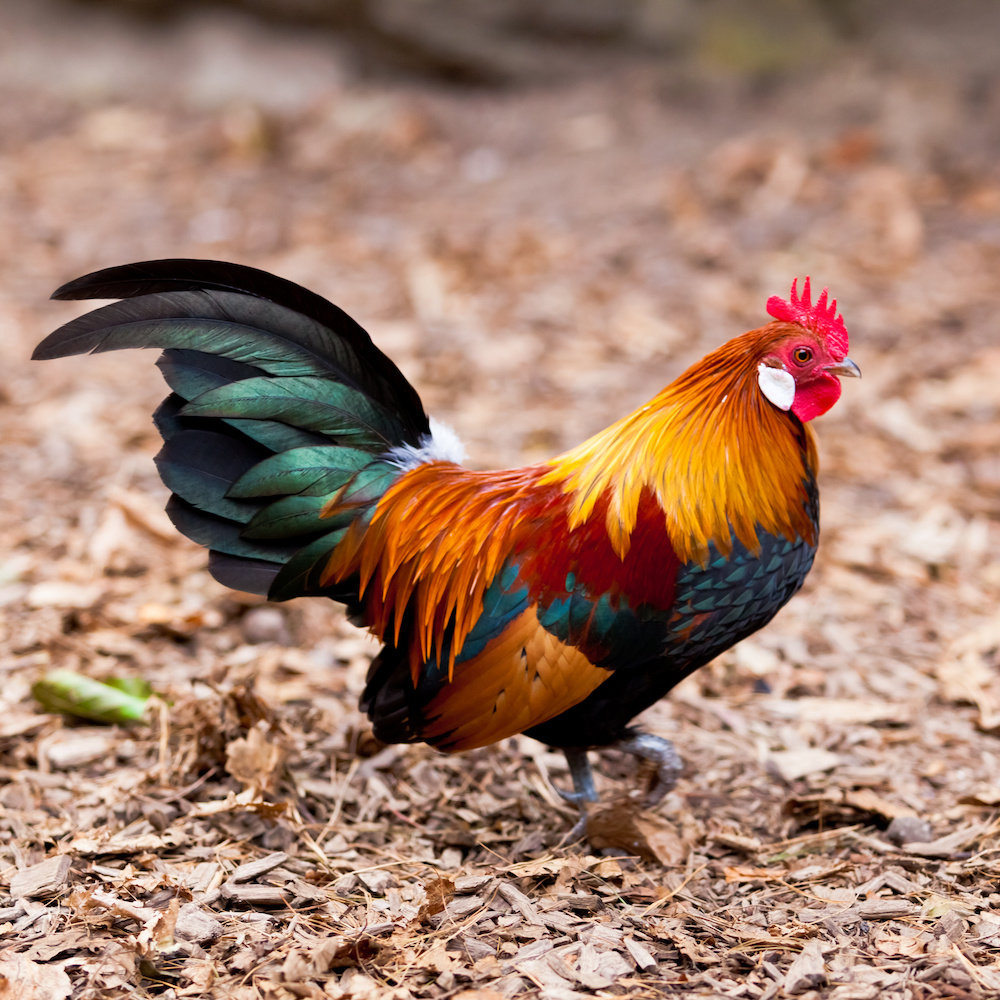 Poule