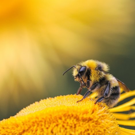 Bees in the city, good idea?