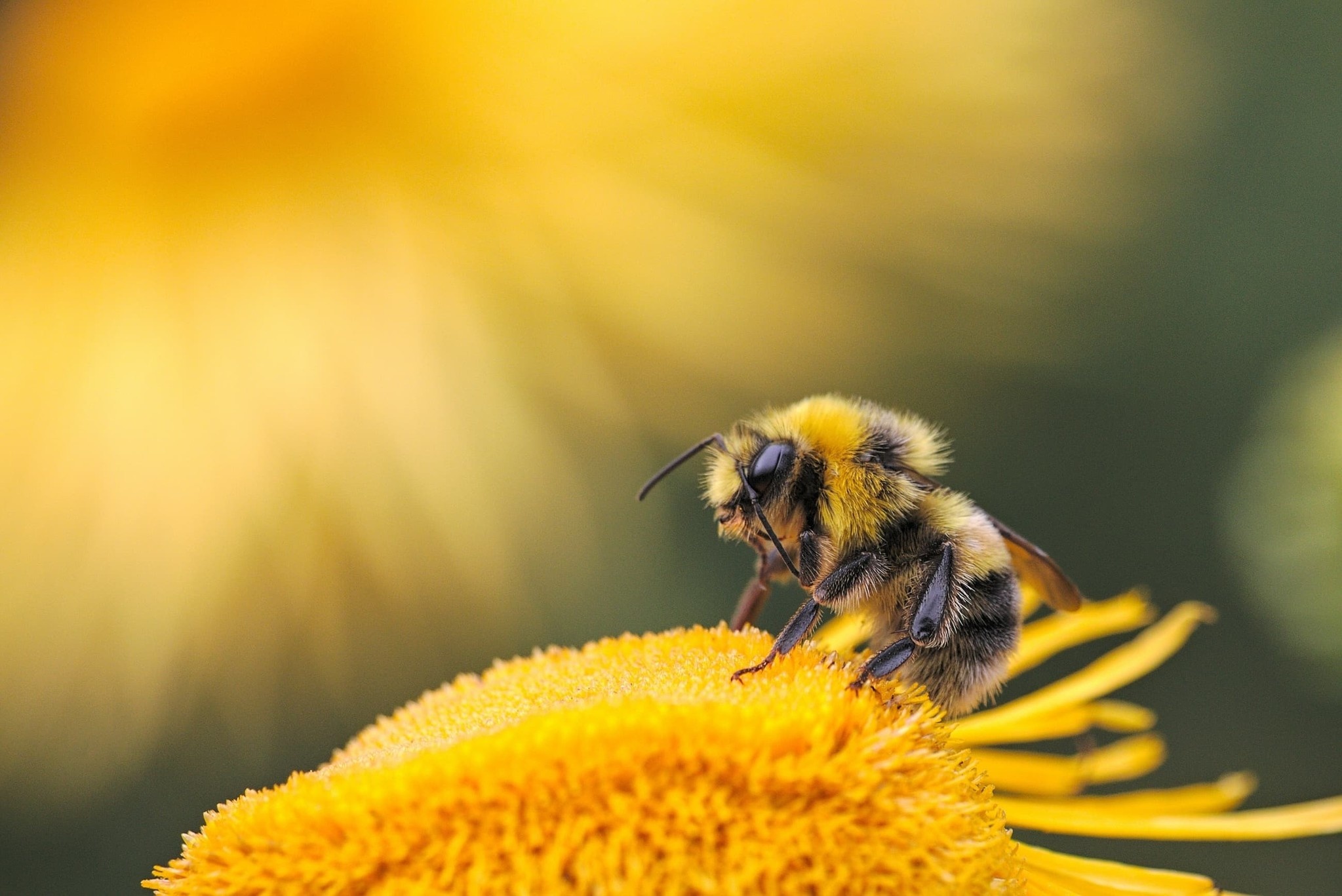 Bees in the city, good idea?