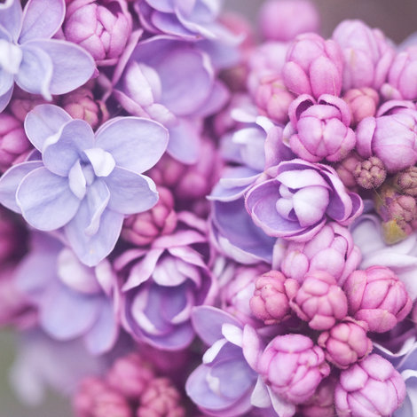 What to plant and sow in April?