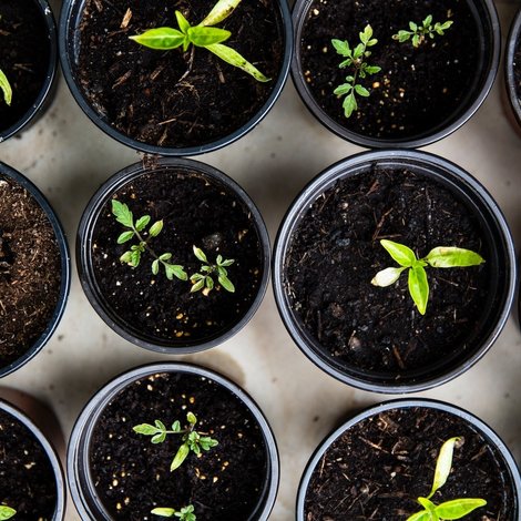 Create your own kitchen garden