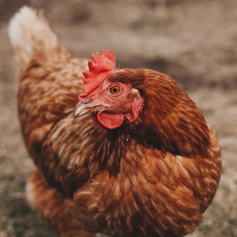 How can you encourage your chickens to lay eggs?