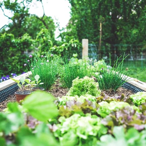 Creating a Permaculture Vegetable Garden
