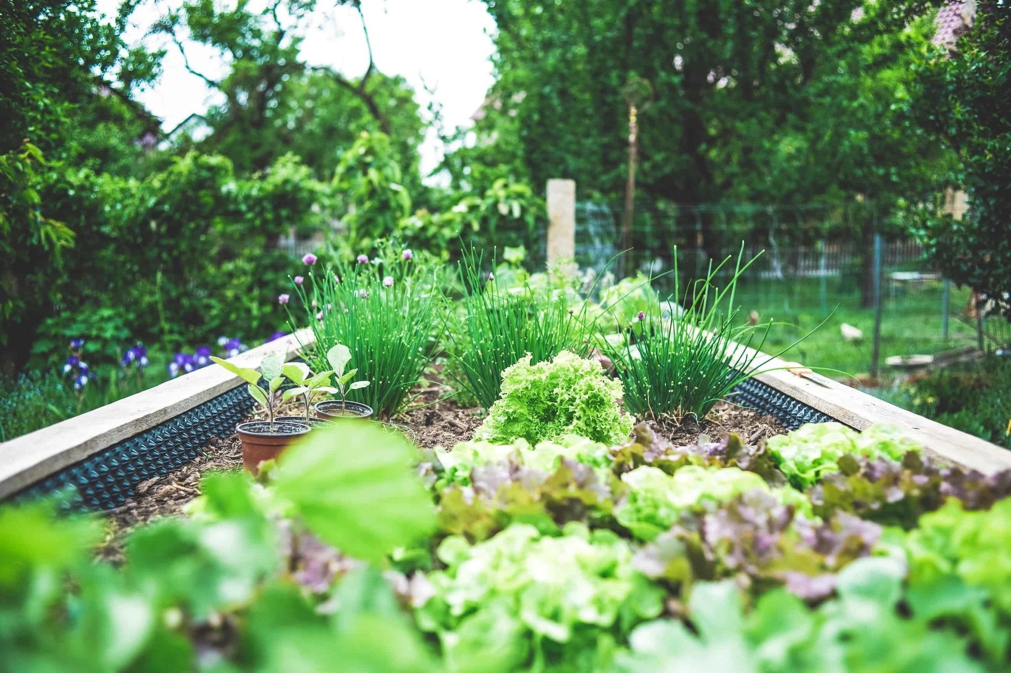 Creating a Permaculture Vegetable Garden