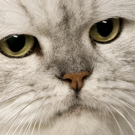 The Persian Cat