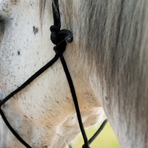 The draught horse or the percheron