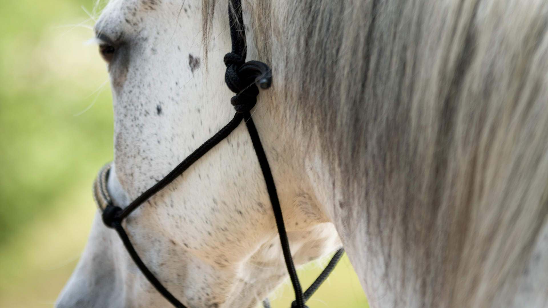 The draught horse or the percheron