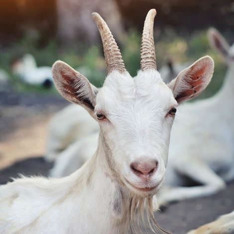 The white goat of Saanen