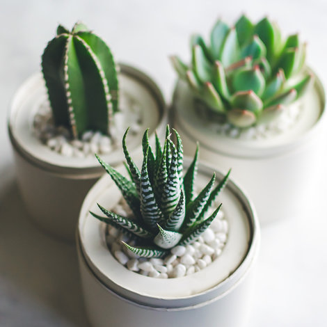 When is the best time to cut cacti?