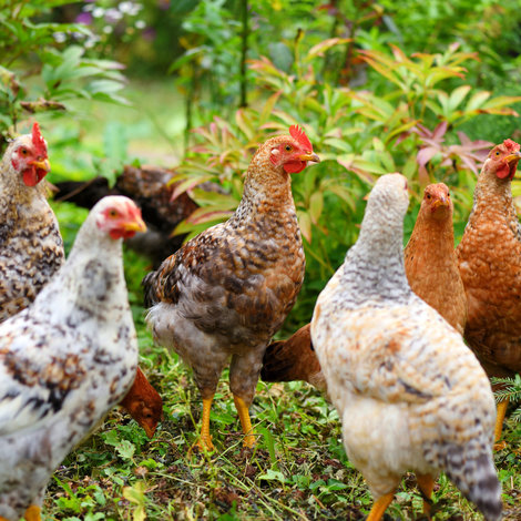 The benefits of chickens in the garden