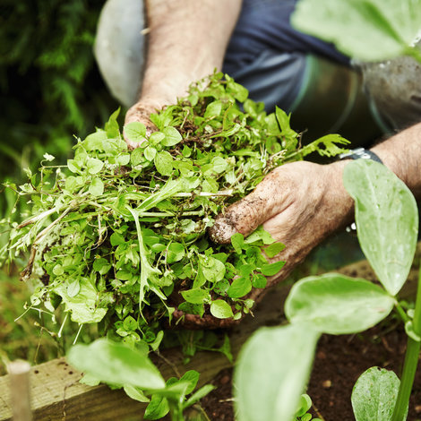 Our solutions for ecological weed control