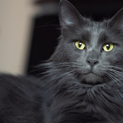 The Maine Coon