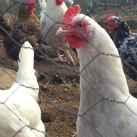 Laying hens : La Gâtinaise