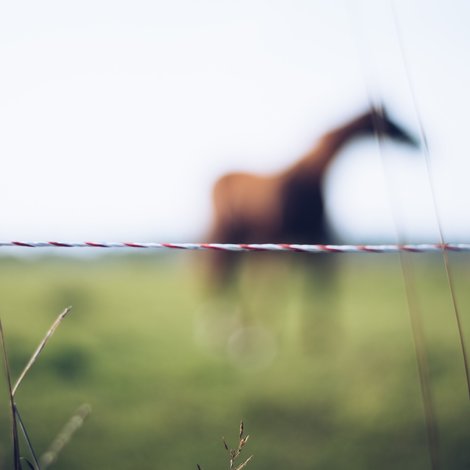 How to choose your fence?
